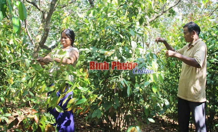 Binh Phuoc makes wild vegetables a specialty - ảnh 2